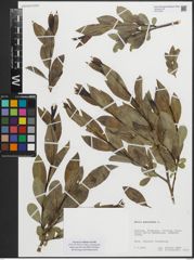 Foto von Salix pentandra L.